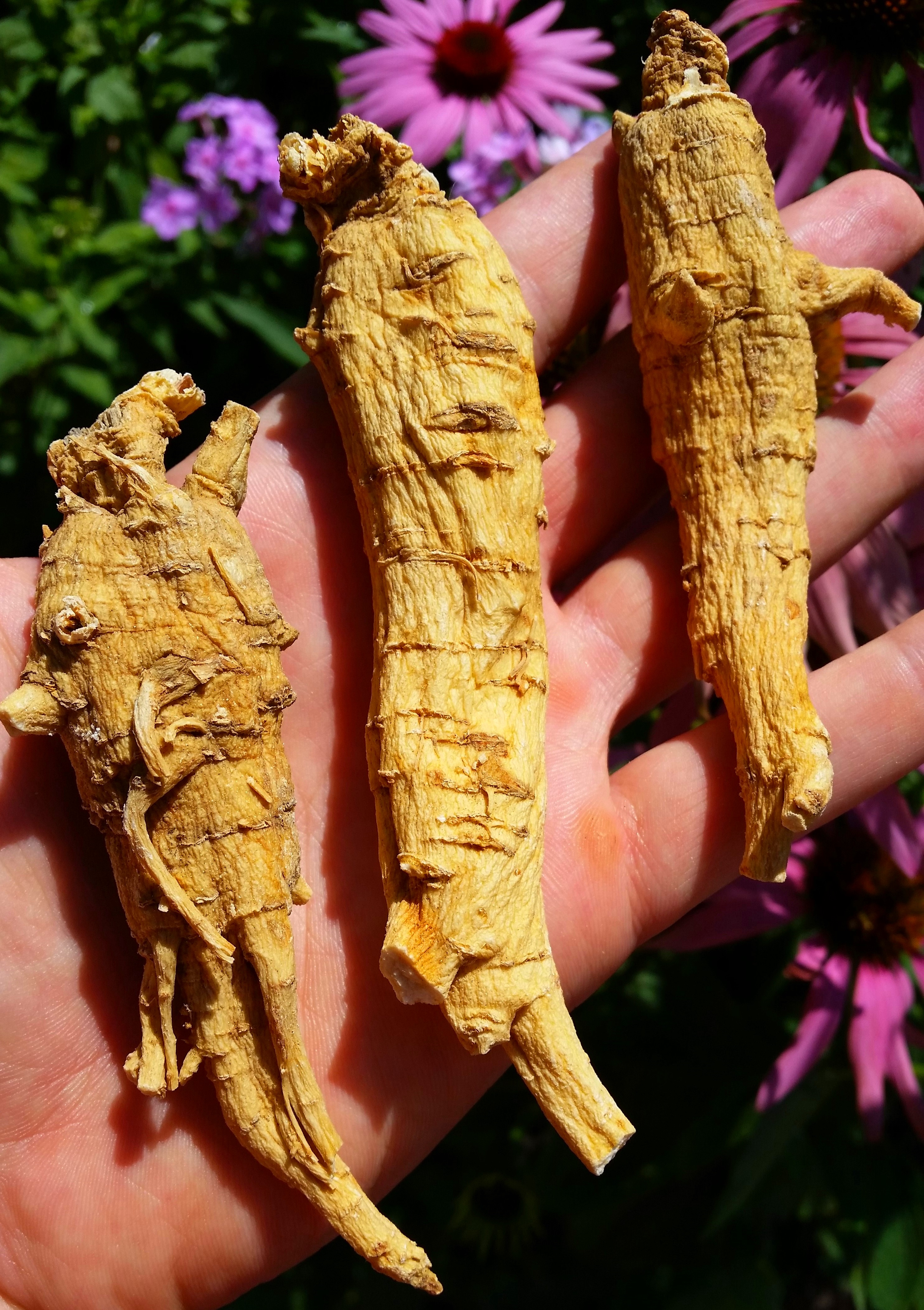 American Ginseng Roots – 5 Years Old – GinsengStoreandMore