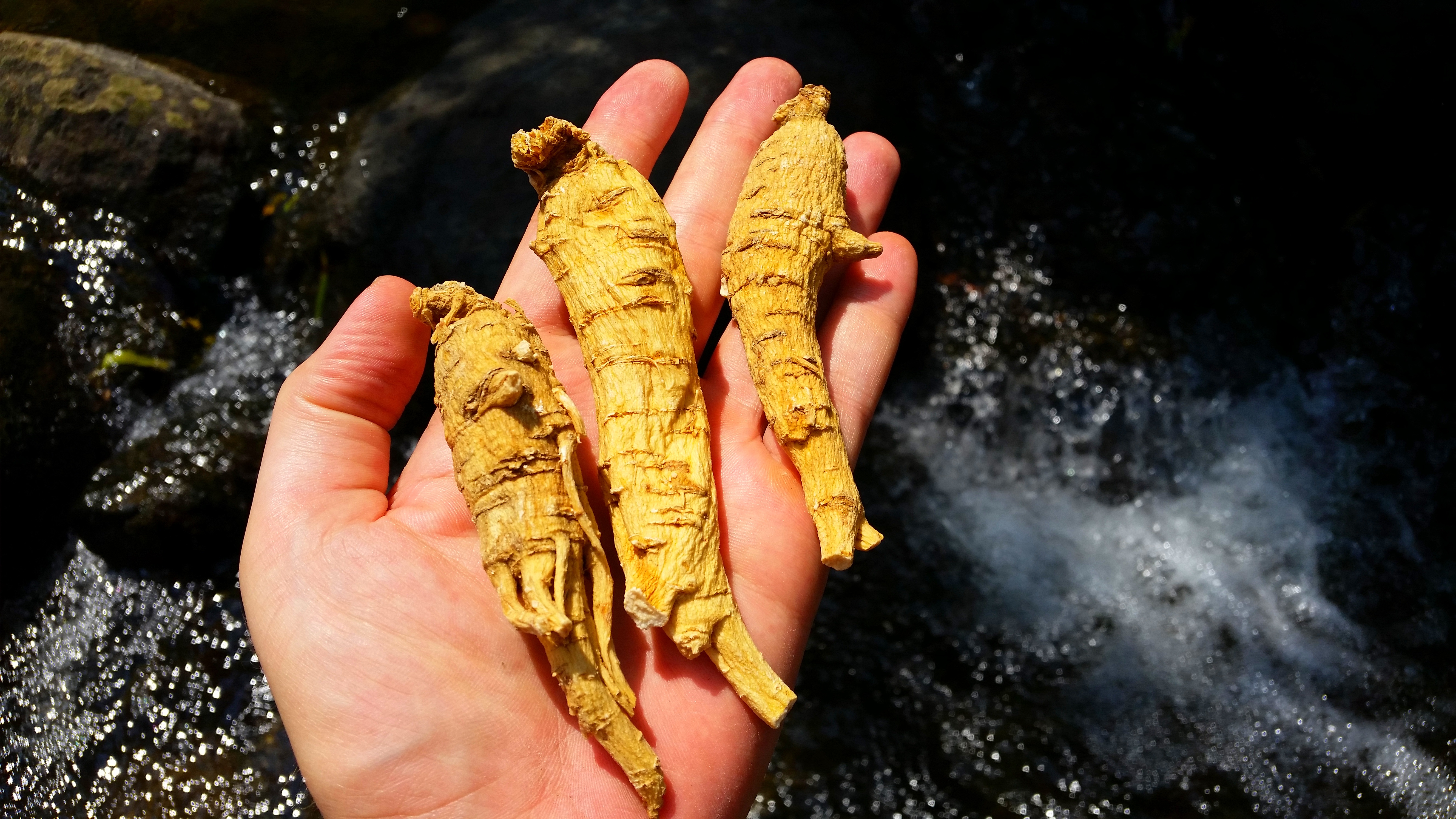 American Ginseng Roots – 5 Years Old – GinsengStoreandMore